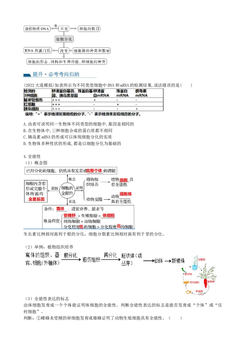 第14讲细胞的分化、衰老、死亡和癌变（讲义）（学生版）_新高考复习资料_2024年新高考复习资料_一轮复习资料_完2024年高考生物一轮复习讲练测(课件+讲义+练习)（新高考）_讲义+练习
