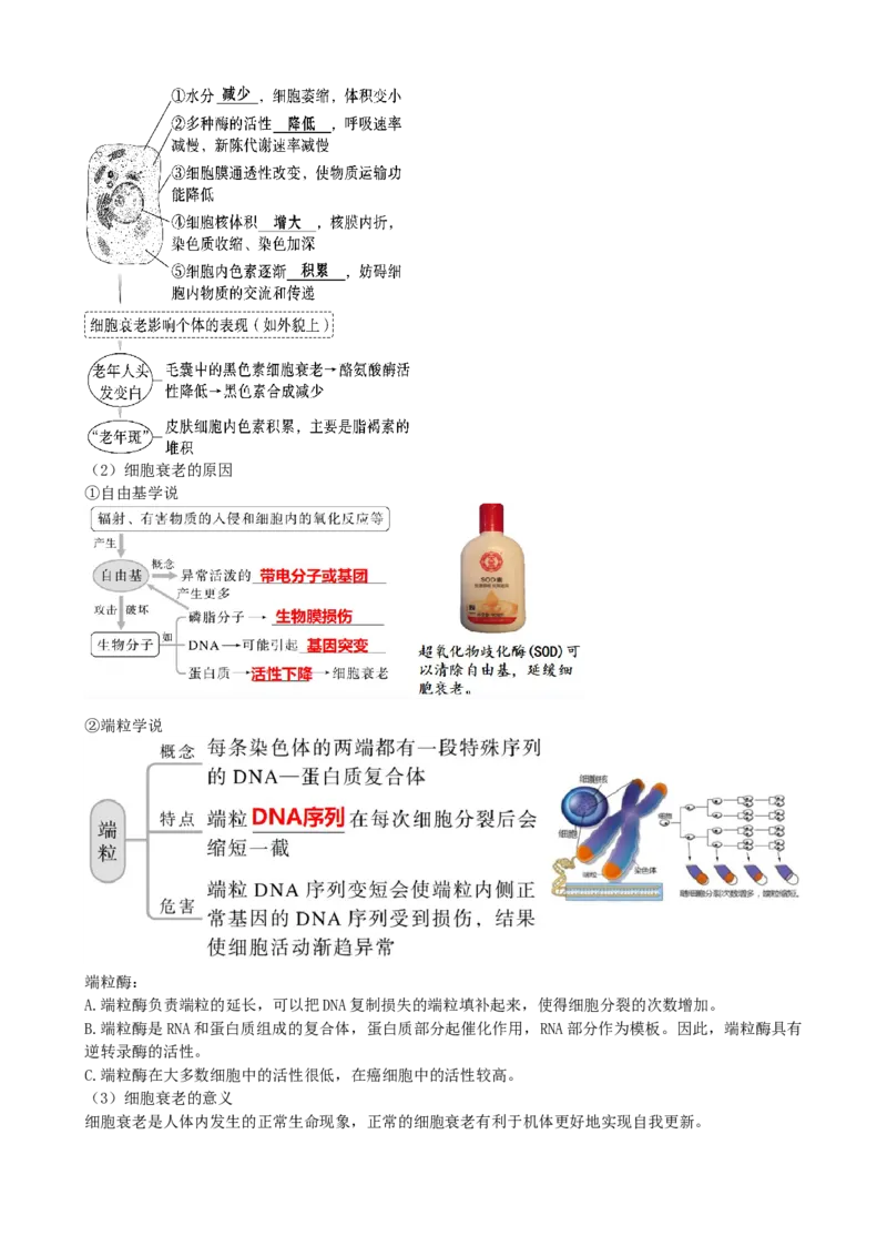 第14讲细胞的分化、衰老、死亡和癌变（讲义）（学生版）_新高考复习资料_2024年新高考复习资料_一轮复习资料_完2024年高考生物一轮复习讲练测(课件+讲义+练习)（新高考）_讲义+练习