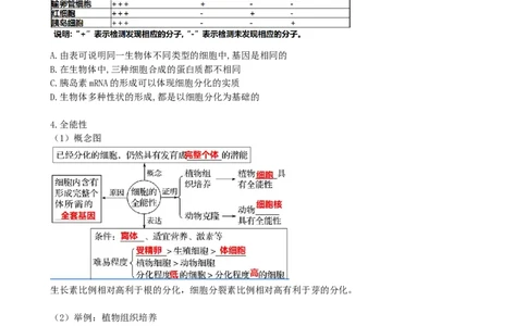 第14讲细胞的分化、衰老、死亡和癌变（讲义）（学生版）_新高考复习资料_2024年新高考复习资料_一轮复习资料_完2024年高考生物一轮复习讲练测(课件+讲义+练习)（新高考）_讲义+练习