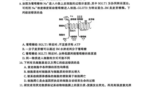 生物试卷_2026年02月高一试卷_260205青桐鸣大联考河南省普通高中2025-2026学年（上）高一年级期末考试（全）_河南省普通高中2025-2026学年（上）高一年级期末考试生物试题含答案