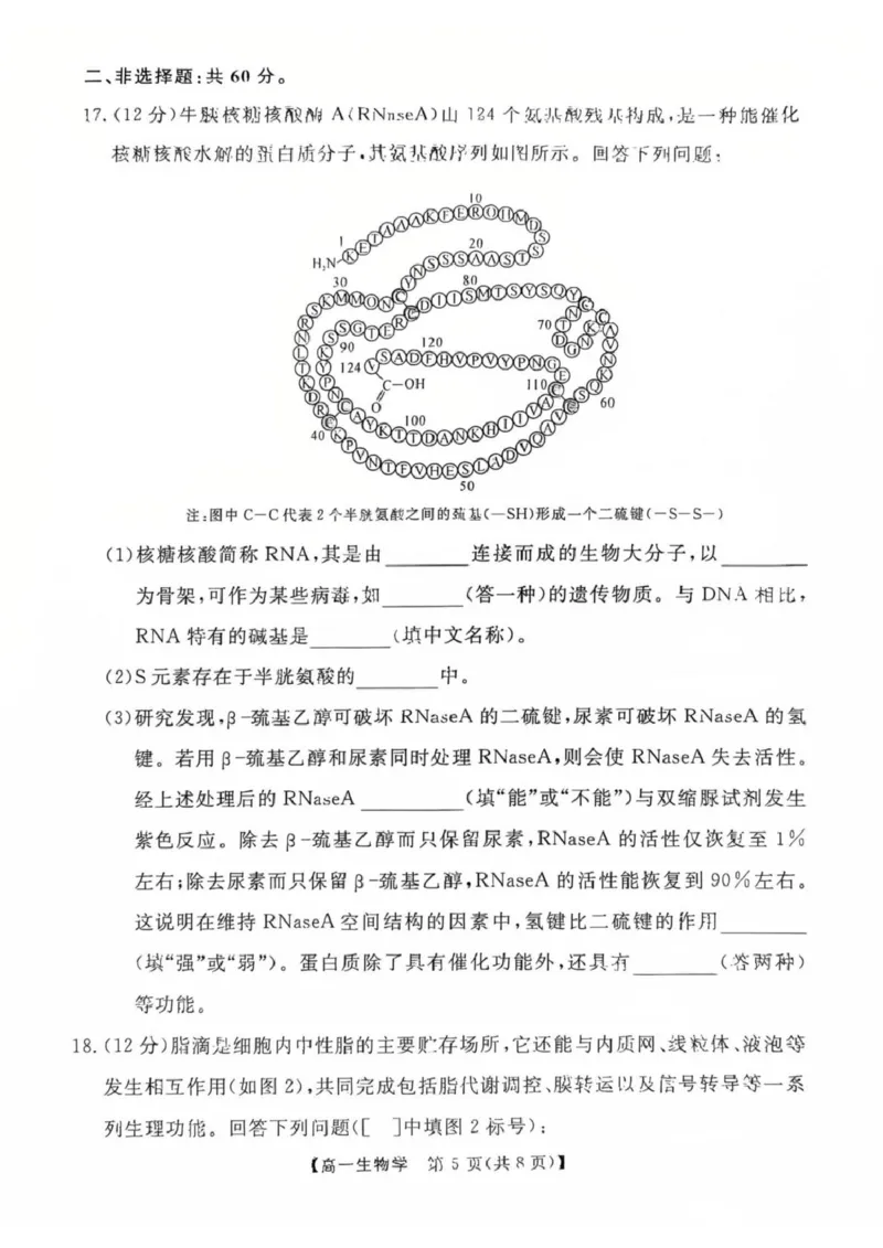 生物高一上学期期末考试试卷_2025年03月试卷_0304广东省茂名市高州市2024-2025学年高一上学期1月期末考试_广东省茂名市高州市2024-2025学年高一上学期1月期末考试生物PDF版含答案