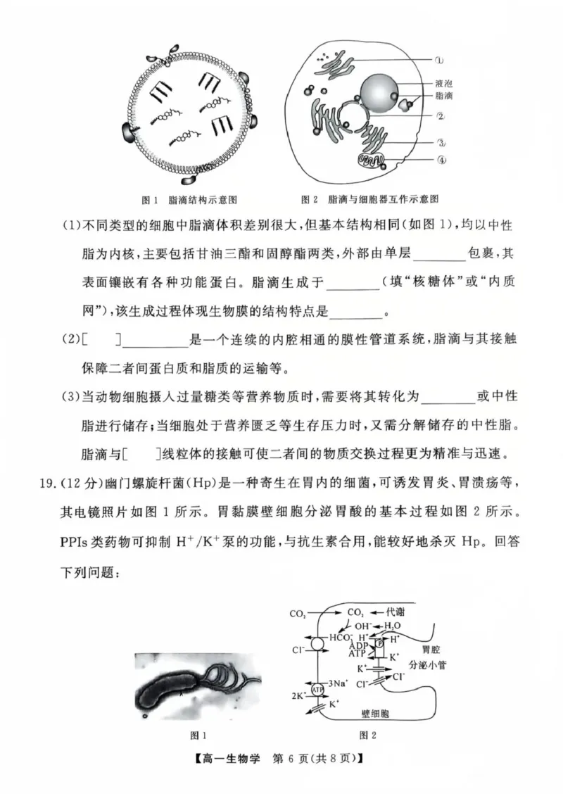 生物高一上学期期末考试试卷_2025年03月试卷_0304广东省茂名市高州市2024-2025学年高一上学期1月期末考试_广东省茂名市高州市2024-2025学年高一上学期1月期末考试生物PDF版含答案