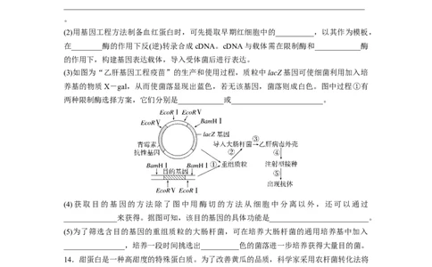 第10单元　课时练7　基因工程的应用和蛋白质工程_新高考复习资料_2024年新高考复习资料_一轮复习资料_完2024生物步步高大一轮复习（课件+讲义）_学生版在此文件夹_一轮复习69练