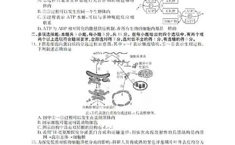 生物学_扫描版_2026年03月高一试卷_260325河北省金太阳2025-2026学年高一下学期3月开学联考试题