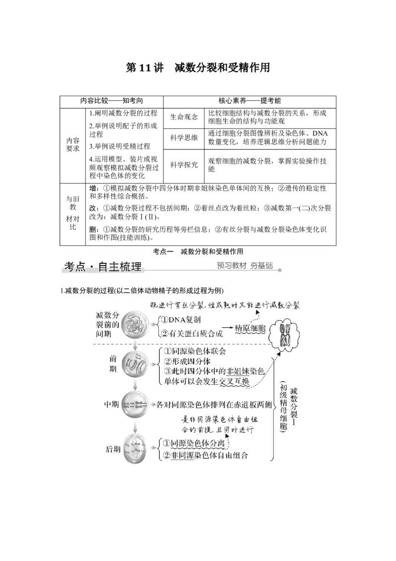 第11讲　减数分裂和受精作用_新高考复习资料_2023年新高考复习资料_一轮复习_2023年新高考大一轮复习讲义_2023年高考生物一轮复习讲义（新人教新高考）_赠补充习题