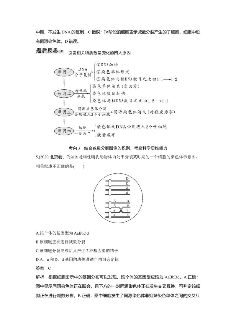 第11讲　减数分裂和受精作用_新高考复习资料_2023年新高考复习资料_一轮复习_2023年新高考大一轮复习讲义_2023年高考生物一轮复习讲义（新人教新高考）_赠补充习题