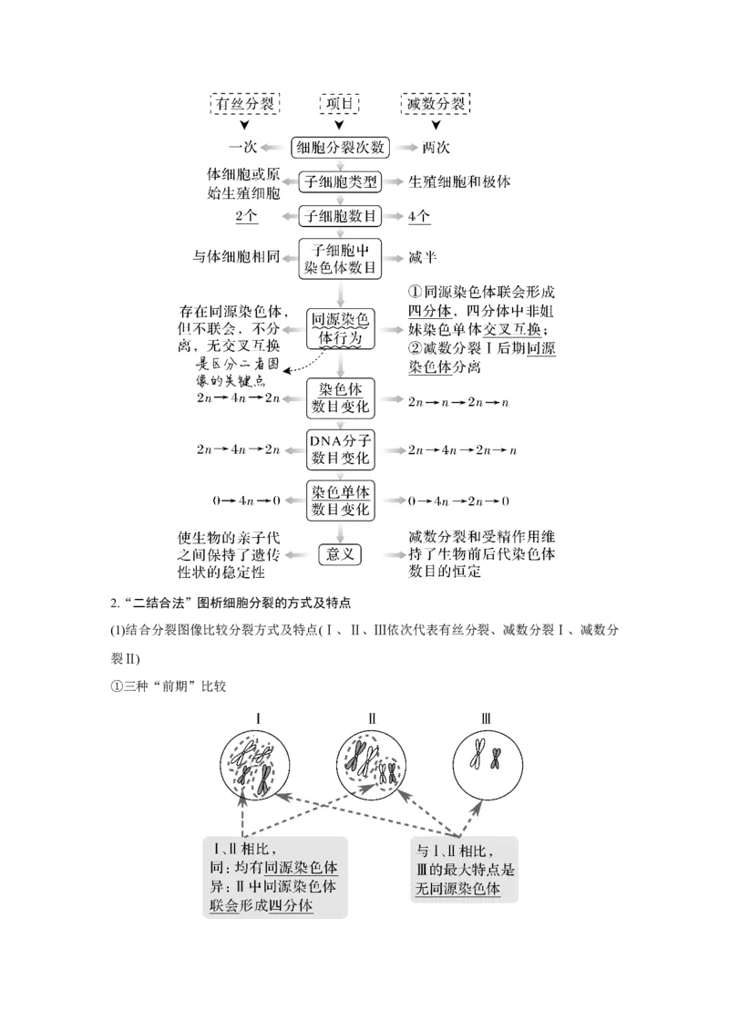 第11讲　减数分裂和受精作用_新高考复习资料_2023年新高考复习资料_一轮复习_2023年新高考大一轮复习讲义_2023年高考生物一轮复习讲义（新人教新高考）_赠补充习题