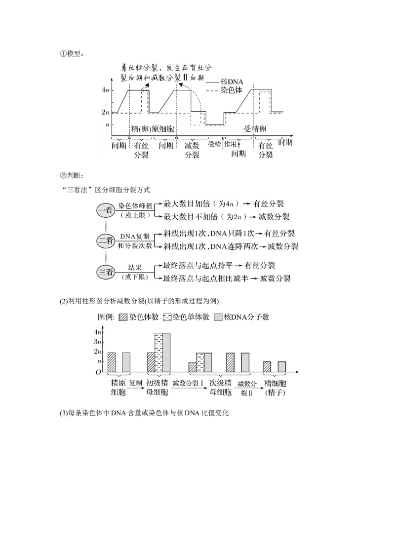 第11讲　减数分裂和受精作用_新高考复习资料_2023年新高考复习资料_一轮复习_2023年新高考大一轮复习讲义_2023年高考生物一轮复习讲义（新人教新高考）_赠补充习题