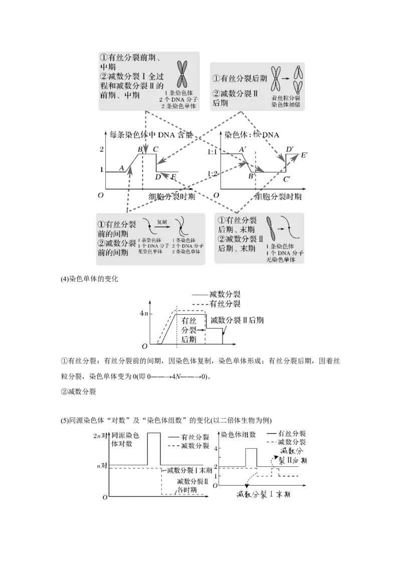 第11讲　减数分裂和受精作用_新高考复习资料_2023年新高考复习资料_一轮复习_2023年新高考大一轮复习讲义_2023年高考生物一轮复习讲义（新人教新高考）_赠补充习题