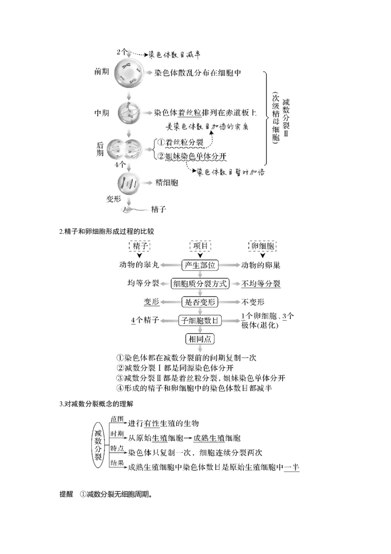 第11讲　减数分裂和受精作用_新高考复习资料_2023年新高考复习资料_一轮复习_2023年新高考大一轮复习讲义_2023年高考生物一轮复习讲义（新人教新高考）_赠补充习题
