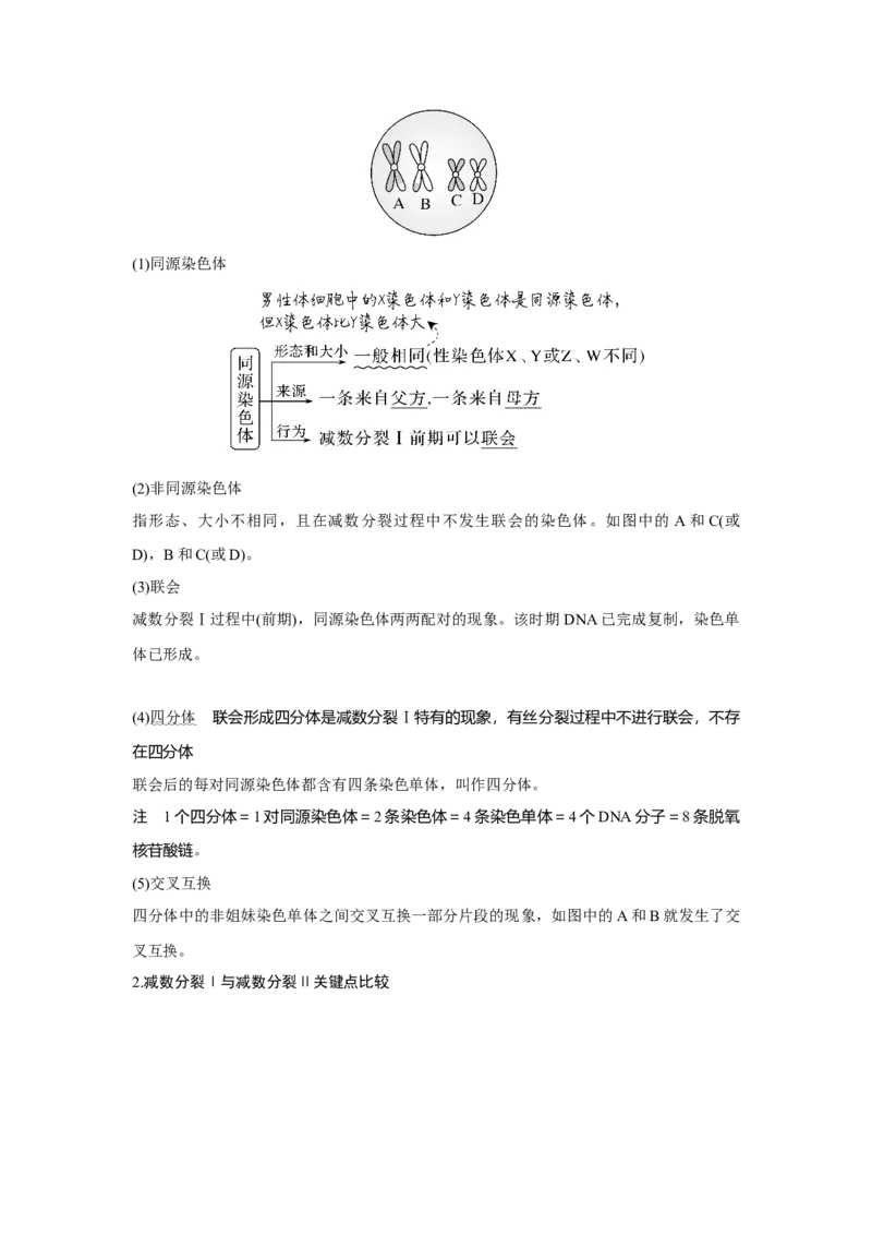 第11讲　减数分裂和受精作用_新高考复习资料_2023年新高考复习资料_一轮复习_2023年新高考大一轮复习讲义_2023年高考生物一轮复习讲义（新人教新高考）_赠补充习题
