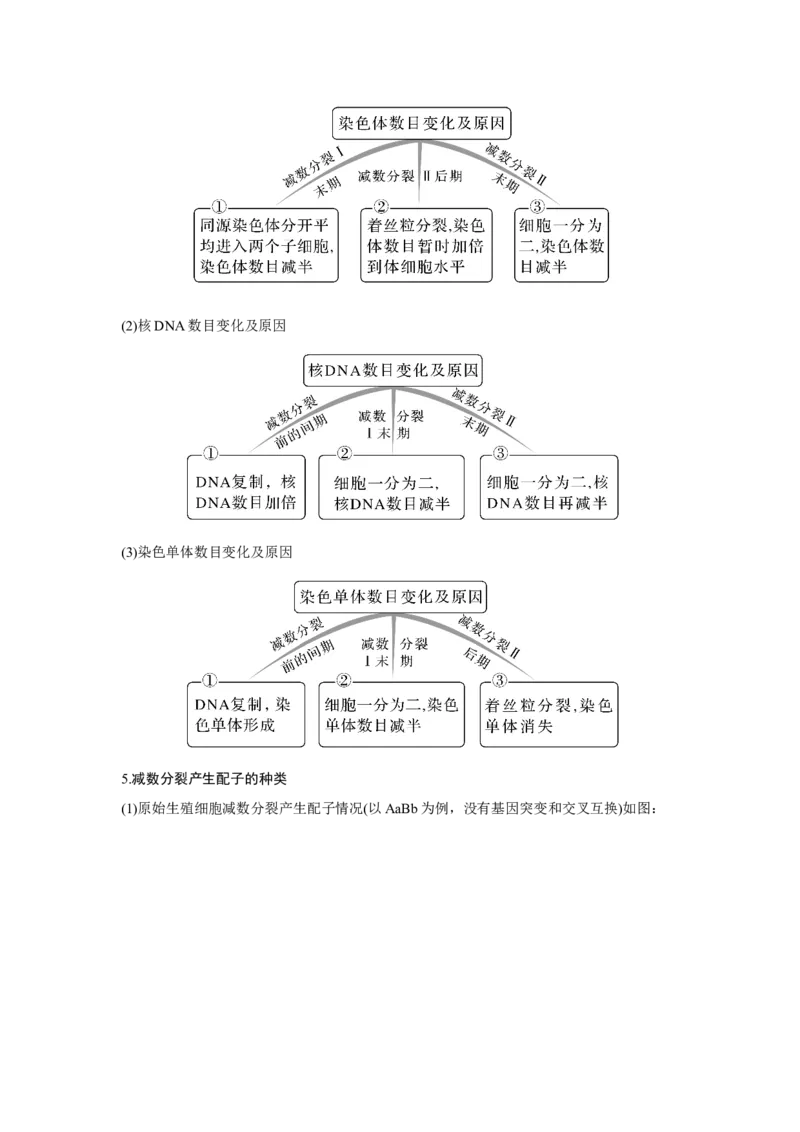 第11讲　减数分裂和受精作用_新高考复习资料_2023年新高考复习资料_一轮复习_2023年新高考大一轮复习讲义_2023年高考生物一轮复习讲义（新人教新高考）_赠补充习题