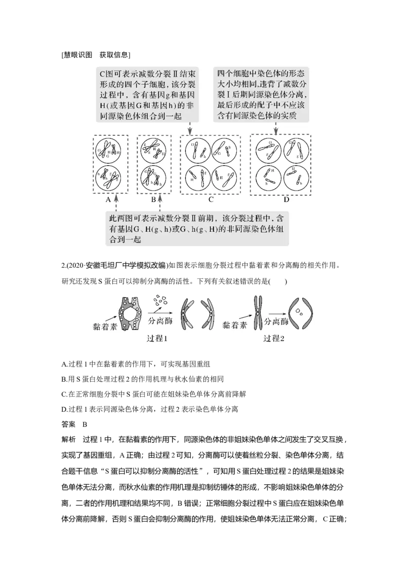 第11讲　减数分裂和受精作用_新高考复习资料_2023年新高考复习资料_一轮复习_2023年新高考大一轮复习讲义_2023年高考生物一轮复习讲义（新人教新高考）_赠补充习题