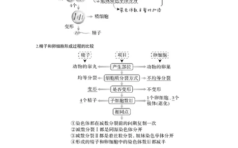 第11讲　减数分裂和受精作用_新高考复习资料_2023年新高考复习资料_一轮复习_2023年新高考大一轮复习讲义_2023年高考生物一轮复习讲义（新人教新高考）_赠补充习题