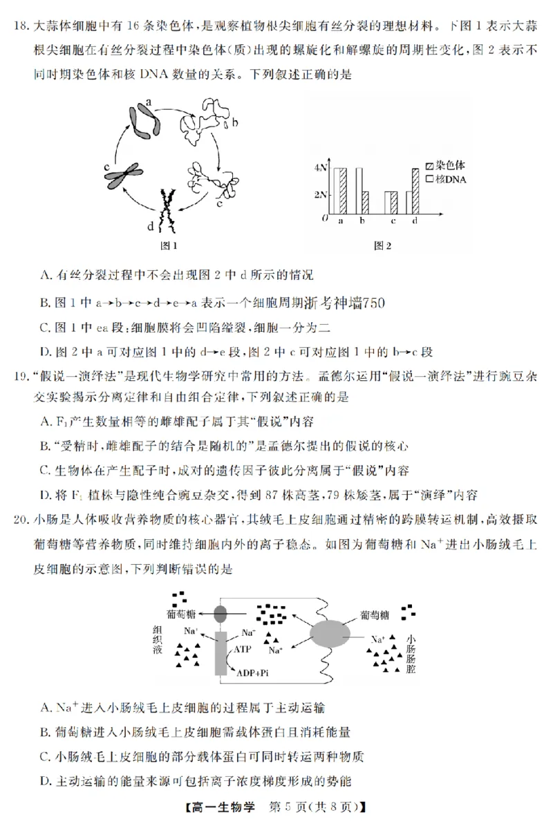 生物卷-2603高一强基联盟_2026年03月高一试卷_260308浙江强基联盟2026年3月高一联考