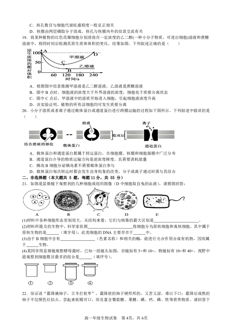 生物试卷_2025年11月高一试卷_251128安徽合肥市六校联盟2025年秋季学期高一期中考试