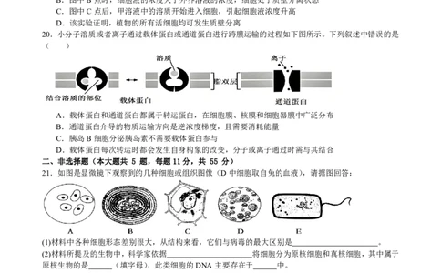 生物试卷_2025年11月高一试卷_251128安徽合肥市六校联盟2025年秋季学期高一期中考试
