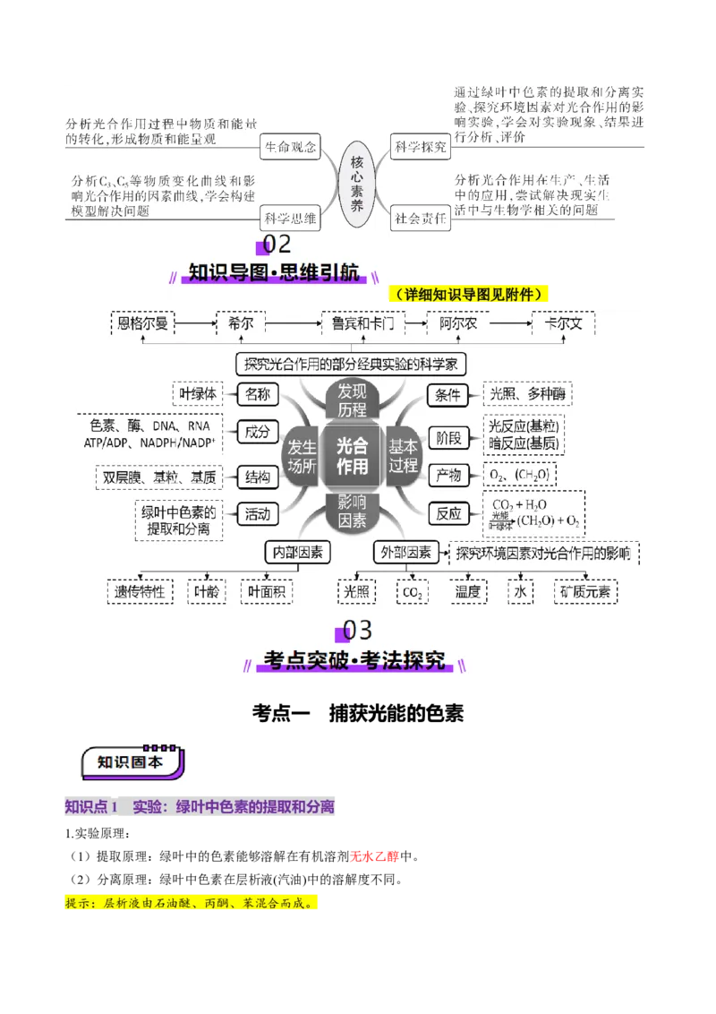 第10讲光合作用（第一课时）（讲义）（解析版）_新高考复习资料_2025年新高考资料_2025年高考生物一轮复习讲练测（新教材新高考）