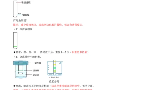 第10讲光合作用（第一课时）（讲义）（解析版）_新高考复习资料_2025年新高考资料_2025年高考生物一轮复习讲练测（新教材新高考）