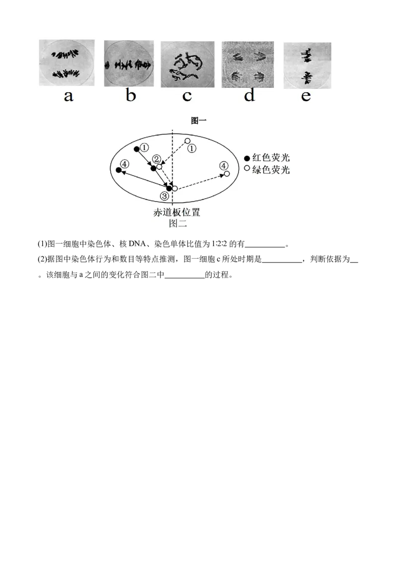 生物试卷_2025年04月试卷_0421四川省达州市万源中学2024-2025学年高一下学期期中考试_四川省达州市万源中学2024-2025学年高一下学期期中考试生物Word版含答案
