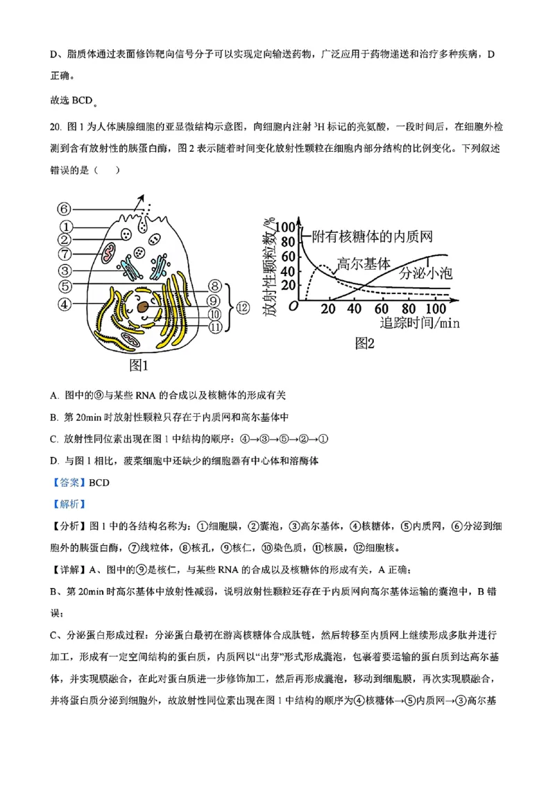 生物答案_2024年11月试卷_1115辽宁省沈阳市联合体2024-2025学年高一上学期11月期中考试_辽宁省沈阳市联合体2024-2025学年高一上学期11月期中考试生物试题含答案