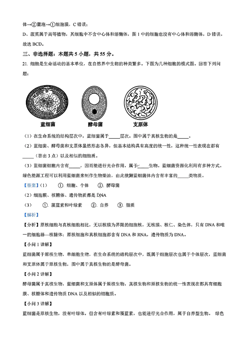 生物答案_2024年11月试卷_1115辽宁省沈阳市联合体2024-2025学年高一上学期11月期中考试_辽宁省沈阳市联合体2024-2025学年高一上学期11月期中考试生物试题含答案