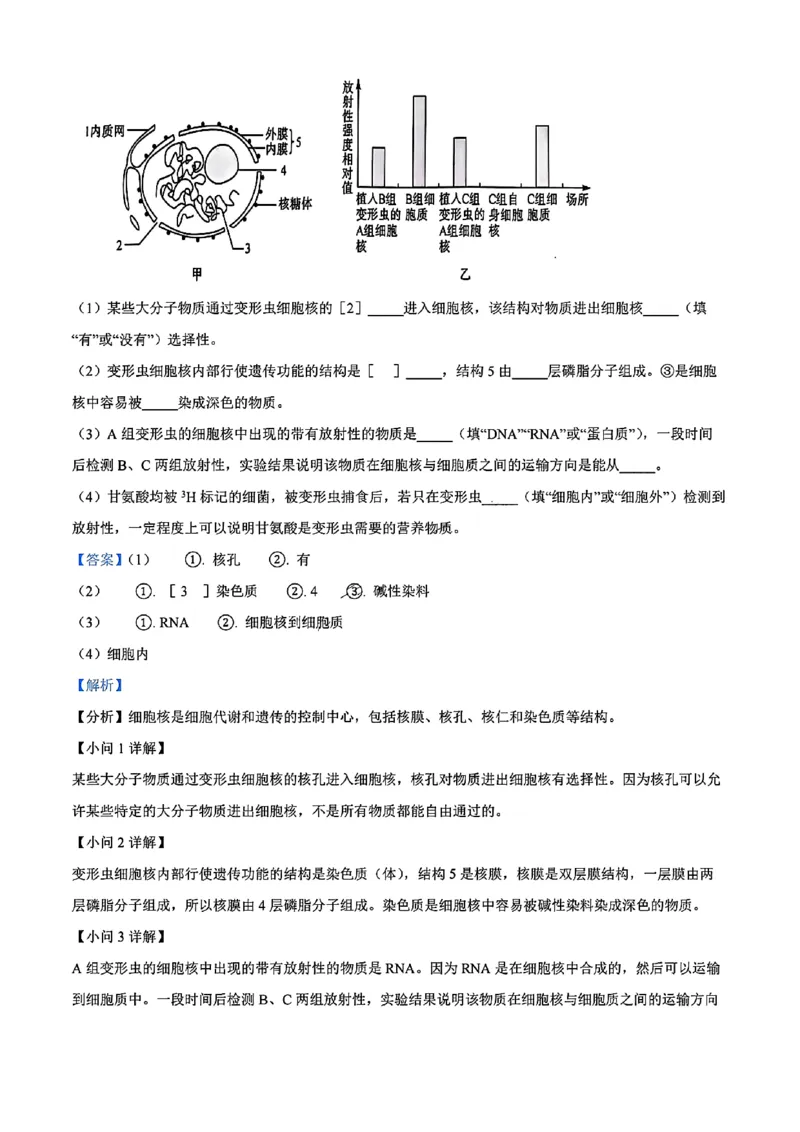 生物答案_2024年11月试卷_1115辽宁省沈阳市联合体2024-2025学年高一上学期11月期中考试_辽宁省沈阳市联合体2024-2025学年高一上学期11月期中考试生物试题含答案