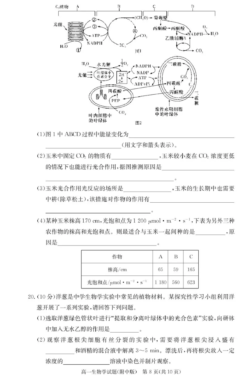 生物试卷（附中高一入学2期）_2025年02月试卷_0227湖南师范大学附属中学2024-2025学年高一下学期入学考试