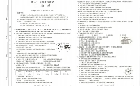生物试题_2024年11月试卷_1129金太阳广西名校联盟2024-2025学年高一上学期11月期中教学质量检测_广西名校联盟2024-2025学年高一上学期11月期中阶段性考试生物试题含答案