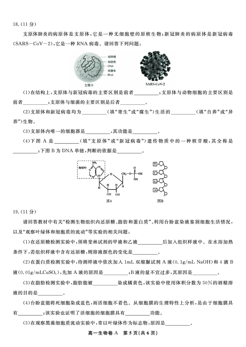 生物试题A&middot;安徽省皖江名校联盟2025-2026学年高一上学期期中联考_2025年11月高一试卷_251121安徽省皖江名校联盟2025-2026学年高一上学期期中联考（全）