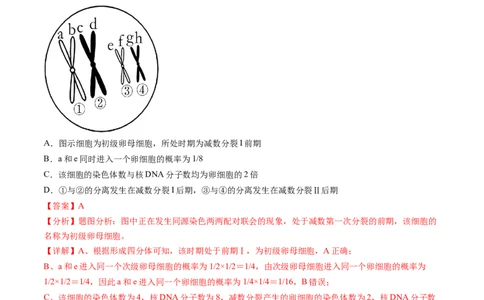 第13讲减数分裂和受精作用（练习）（解析版）_新高考复习资料_2024年新高考复习资料_一轮复习资料_完2024年高考生物一轮复习讲练测(课件+讲义+练习)（新高考）_讲义+练习