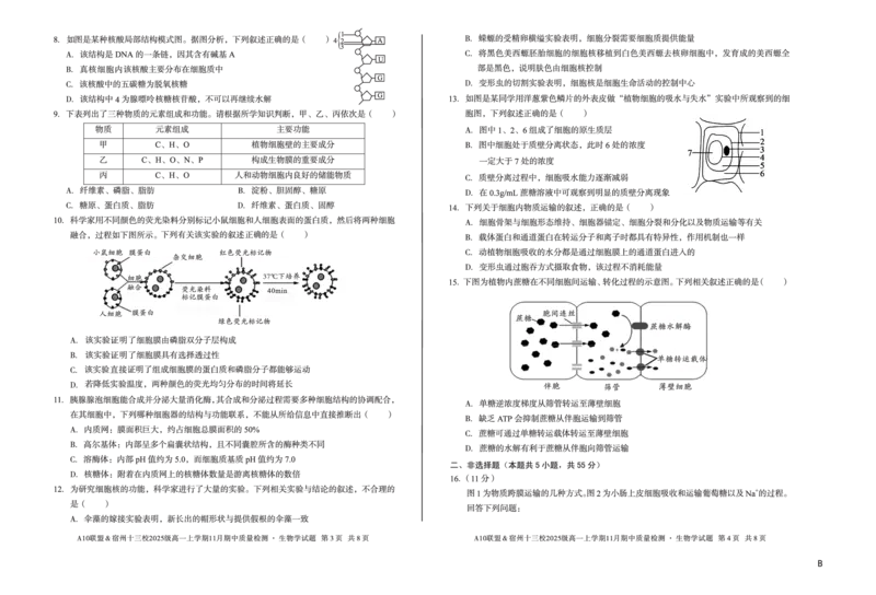 生物（B卷）A10联盟＆宿州十三校2025级高一上学期11月期中质量检测生物学B_2025年11月高一试卷_251124安徽省A10联盟＆宿州十三校2025级高一上学期11月期中质量检测（全）