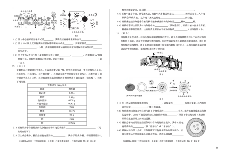 生物（B卷）A10联盟＆宿州十三校2025级高一上学期11月期中质量检测生物学B_2025年11月高一试卷_251124安徽省A10联盟＆宿州十三校2025级高一上学期11月期中质量检测（全）