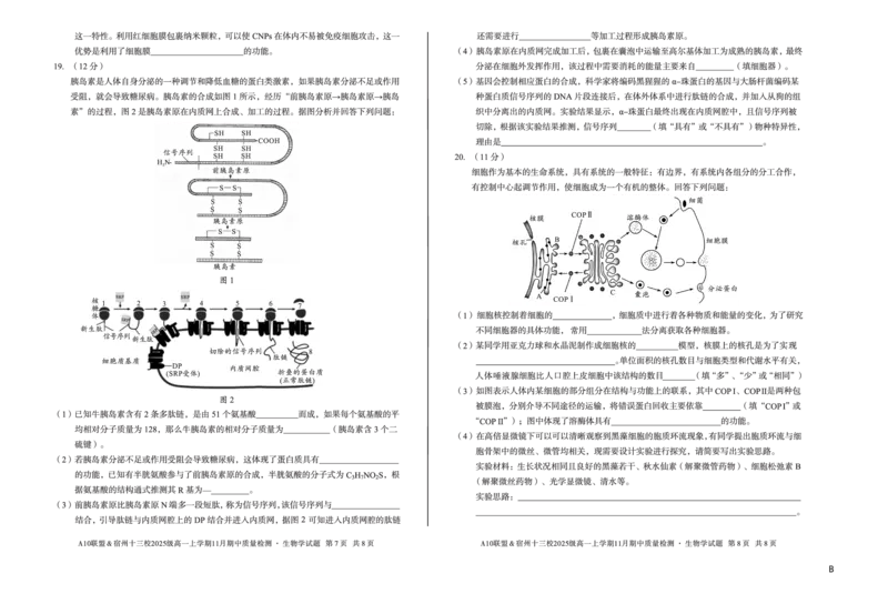 生物（B卷）A10联盟＆宿州十三校2025级高一上学期11月期中质量检测生物学B_2025年11月高一试卷_251124安徽省A10联盟＆宿州十三校2025级高一上学期11月期中质量检测（全）