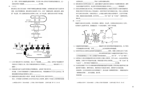 生物（B卷）A10联盟＆宿州十三校2025级高一上学期11月期中质量检测生物学B_2025年11月高一试卷_251124安徽省A10联盟＆宿州十三校2025级高一上学期11月期中质量检测（全）