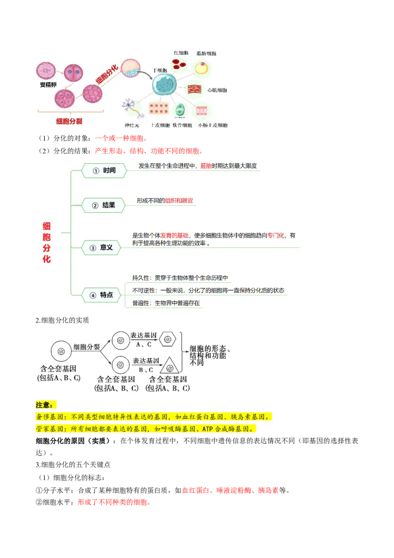 第14讲细胞的分化、衰老、死亡和癌变（讲义）（原卷版）_2025年新高考资料_一轮复习_2025年高考生物一轮复习讲练测（新教材新高考）