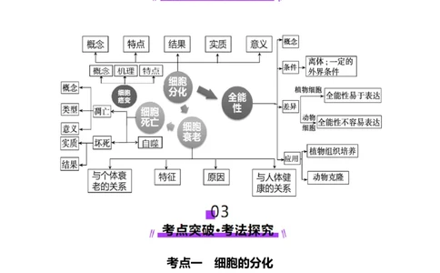 第14讲细胞的分化、衰老、死亡和癌变（讲义）（原卷版）_2025年新高考资料_一轮复习_2025年高考生物一轮复习讲练测（新教材新高考）
