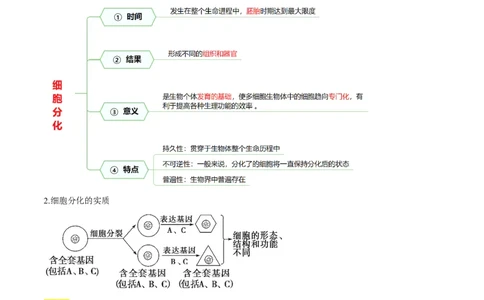 第14讲细胞的分化、衰老、死亡和癌变（讲义）（原卷版）_2025年新高考资料_一轮复习_2025年高考生物一轮复习讲练测（新教材新高考）