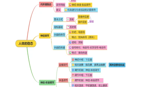 第11讲神经调节和体液调节（讲义）（原卷版）_2025年新高考资料_二轮复习_01高考语文等多个文件_上好课2025年高考生物二轮复习讲练测（新高考通用）
