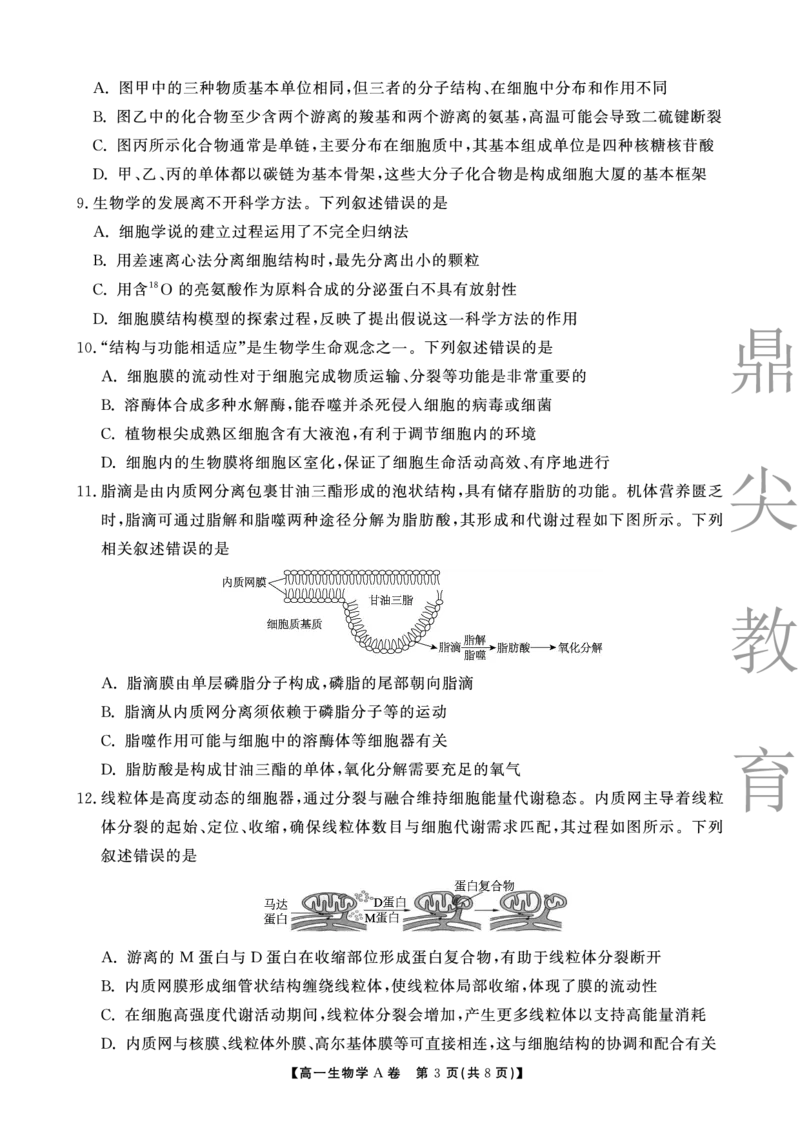 生物A卷安徽省鼎尖名校大联考2025-2026学年上学期高一11月期中考试_2025年11月高一试卷_251123安徽省鼎尖名校大联考2025-2026学年上学期高一11月期中考试（全）