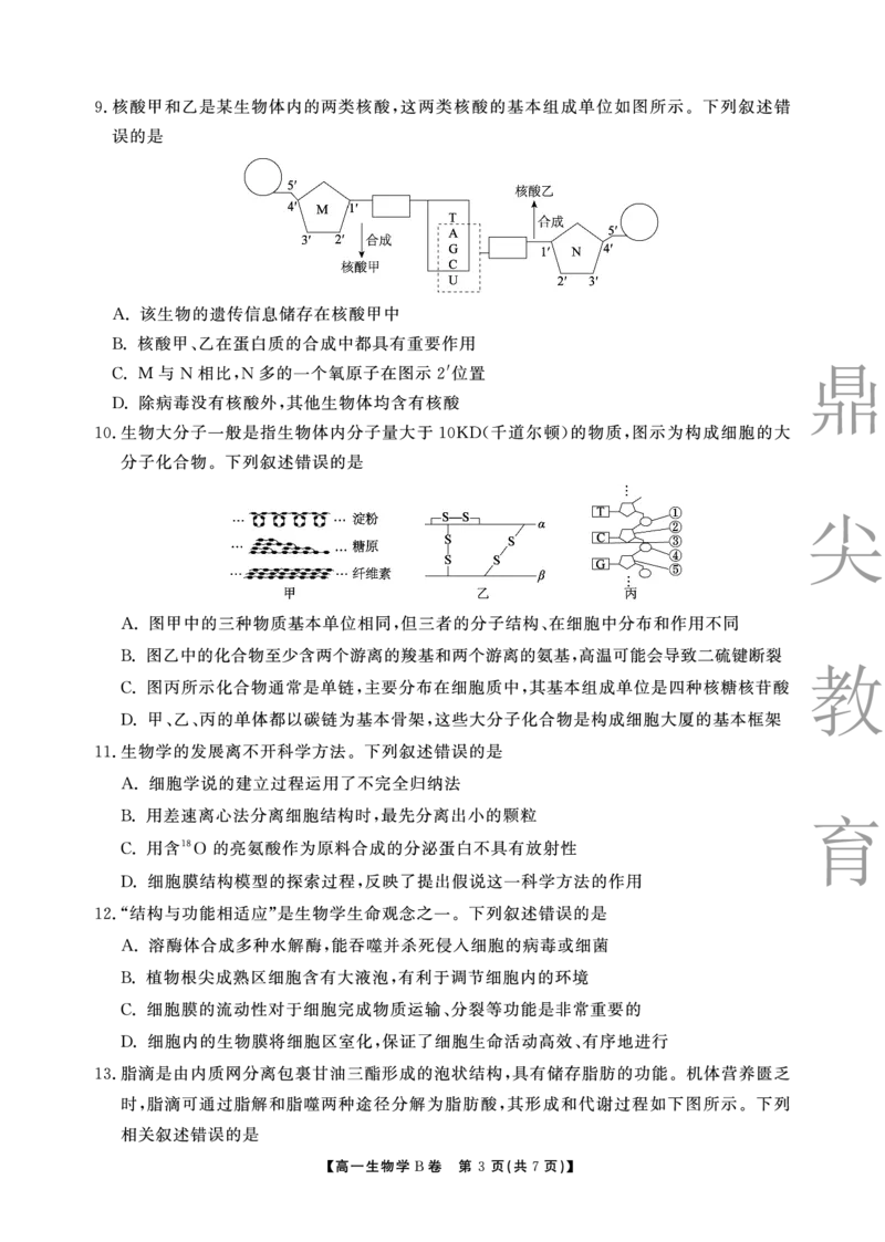 生物B卷安徽省鼎尖名校大联考2025-2026学年上学期高一11月期中考试_2025年11月高一试卷_251123安徽省鼎尖名校大联考2025-2026学年上学期高一11月期中考试（全）