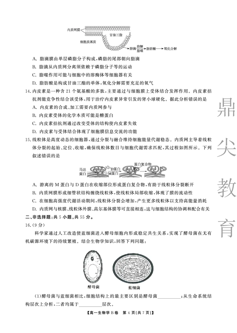生物B卷安徽省鼎尖名校大联考2025-2026学年上学期高一11月期中考试_2025年11月高一试卷_251123安徽省鼎尖名校大联考2025-2026学年上学期高一11月期中考试（全）