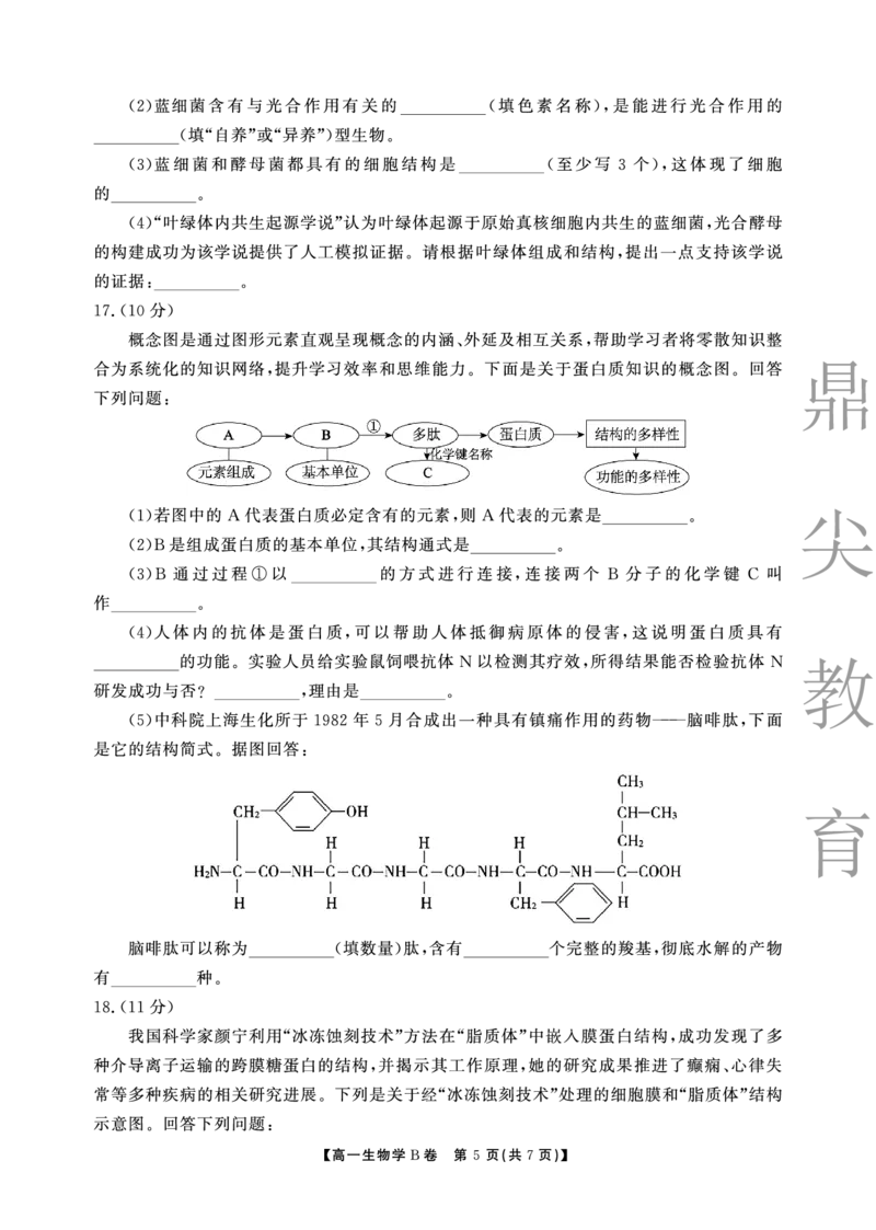 生物B卷安徽省鼎尖名校大联考2025-2026学年上学期高一11月期中考试_2025年11月高一试卷_251123安徽省鼎尖名校大联考2025-2026学年上学期高一11月期中考试（全）