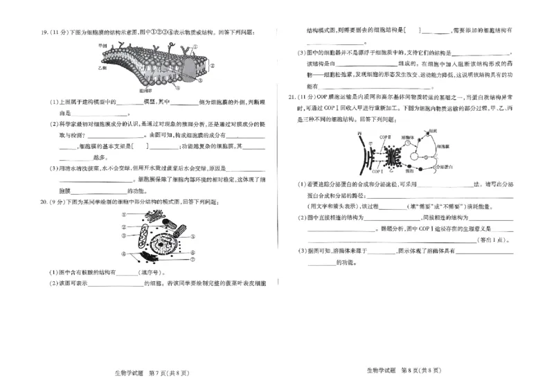 生物试题_2024年11月试卷_1120河南省天一大联考2024&mdash;2025学年（上）高一年级期中考试_河南省部分学校2024-2025学年高一上学期期中考试生物试题含答案