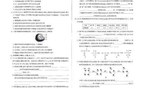 生物试题_2024年11月试卷_1120河南省天一大联考2024&mdash;2025学年（上）高一年级期中考试_河南省部分学校2024-2025学年高一上学期期中考试生物试题含答案