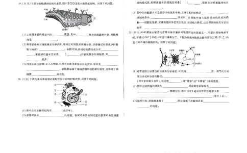 生物试题_2024年11月试卷_1120河南省天一大联考2024&mdash;2025学年（上）高一年级期中考试_河南省部分学校2024-2025学年高一上学期期中考试生物试题含答案