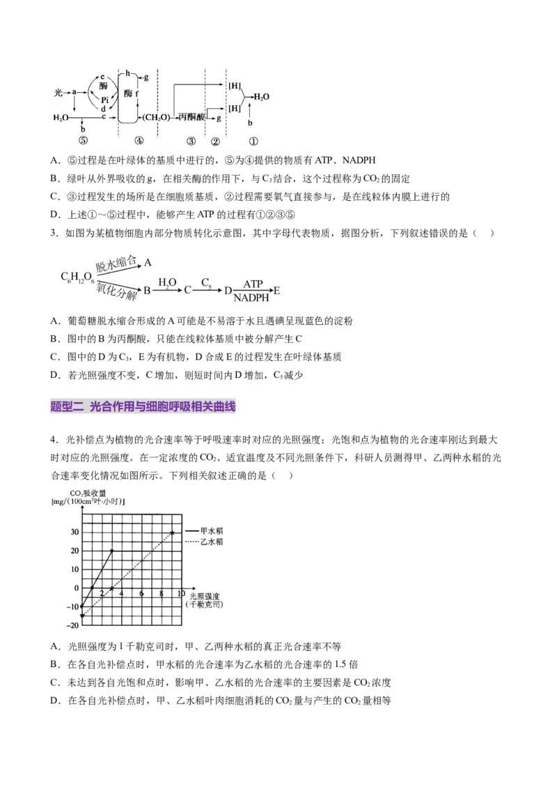 第11讲细胞代谢综合分析（练习）（原卷版）_新高考复习资料_2025年新高考资料_2025年高考生物一轮复习讲练测（新教材新高考）