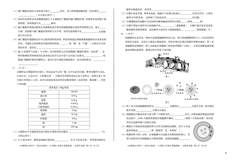 生物（A卷）A10联盟＆宿州十三校2025级高一上学期11月期中质量检测生物学A_2025年11月高一试卷_251124安徽省A10联盟＆宿州十三校2025级高一上学期11月期中质量检测（全）