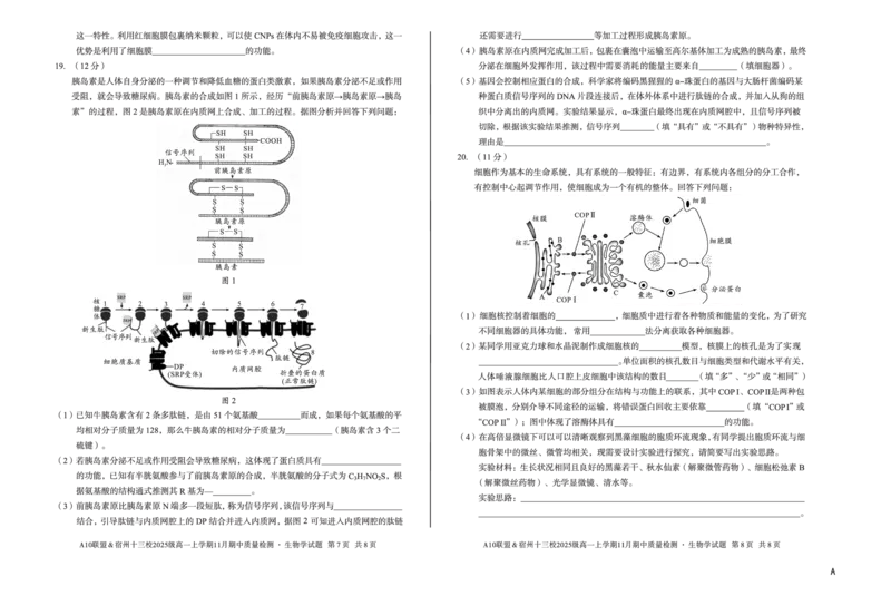生物（A卷）A10联盟＆宿州十三校2025级高一上学期11月期中质量检测生物学A_2025年11月高一试卷_251124安徽省A10联盟＆宿州十三校2025级高一上学期11月期中质量检测（全）