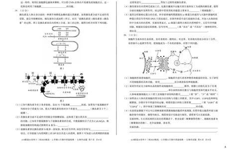 生物（A卷）A10联盟＆宿州十三校2025级高一上学期11月期中质量检测生物学A_2025年11月高一试卷_251124安徽省A10联盟＆宿州十三校2025级高一上学期11月期中质量检测（全）